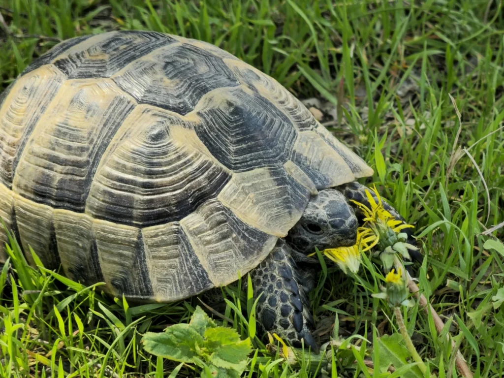 tortuga domestica alimentación tendencias