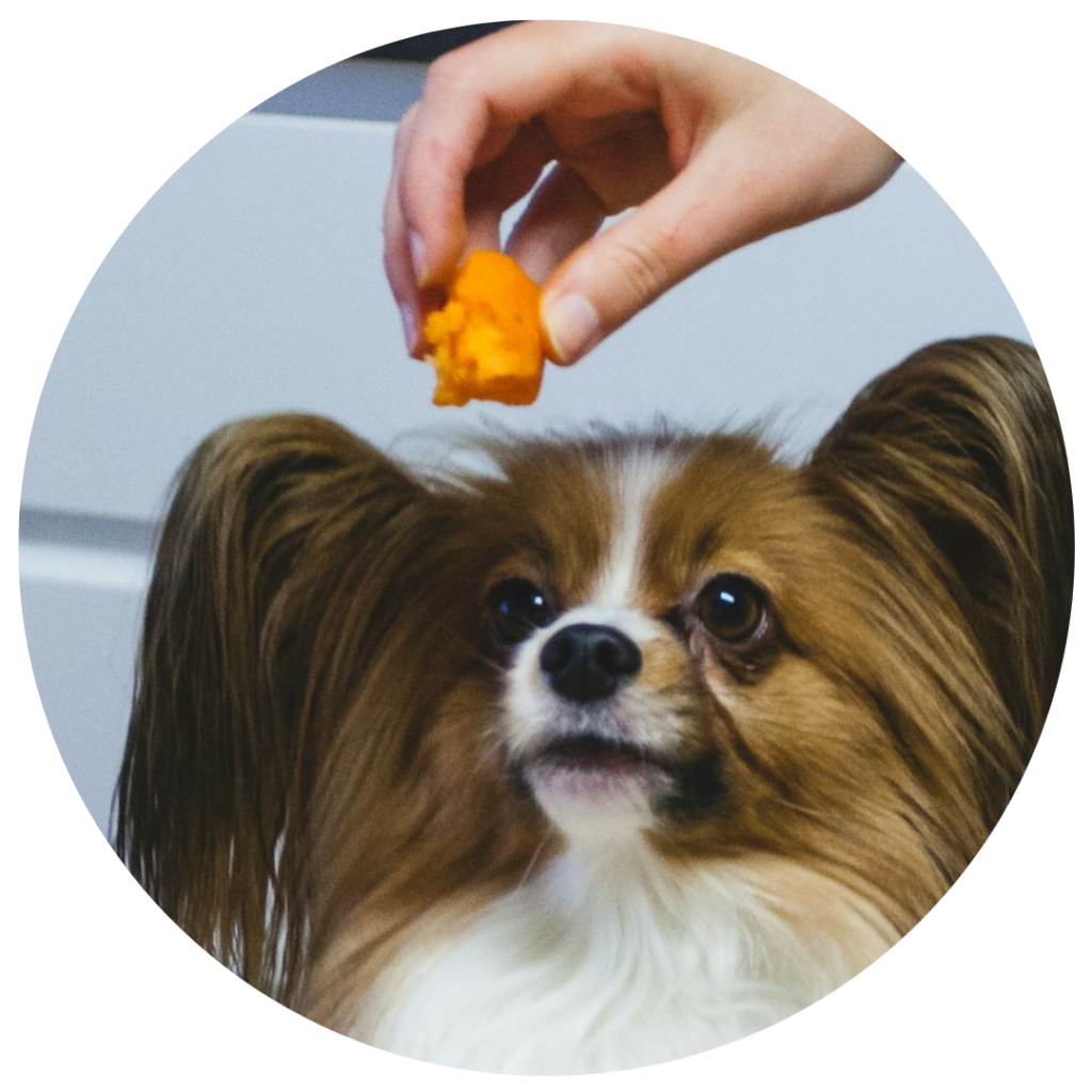 Alimento para mascota