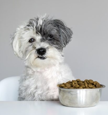 Tendencias mi perro no quiere comer sus croquetas