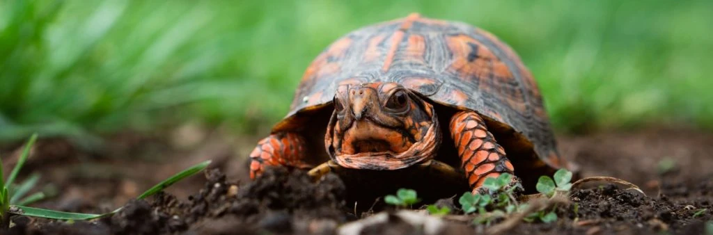 tortuga sulcatas