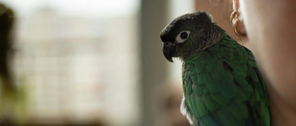 ave verde