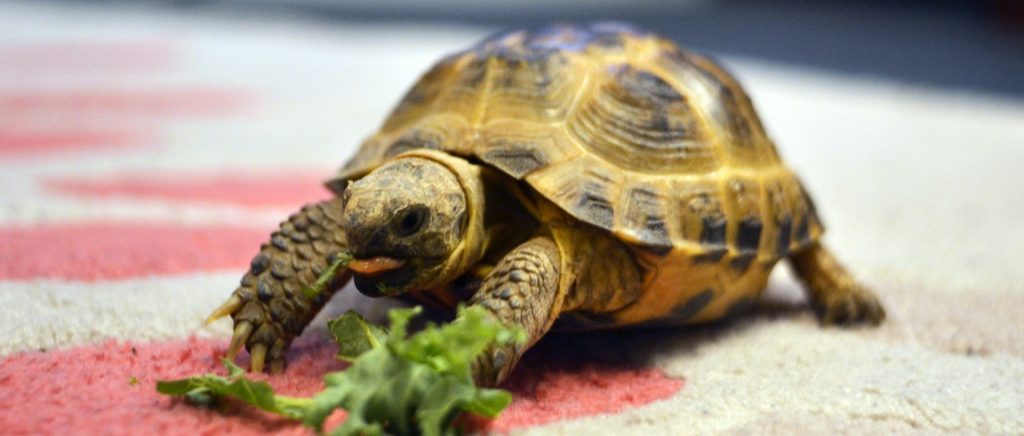 tortuga