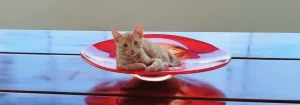 gato alimentacion que pasa en su tripa 2
