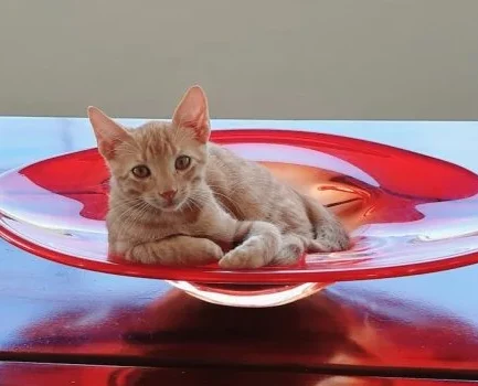 tendencias alimentación gatos