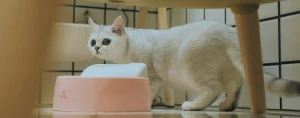 gato alimentacio que pasa en su tripa