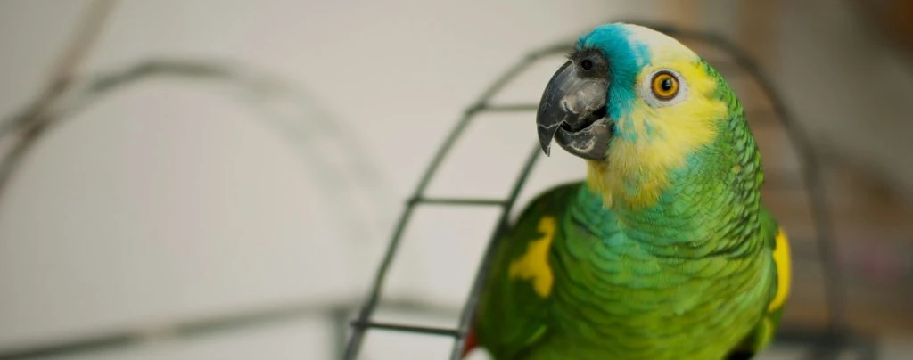 cotorra verde azul
