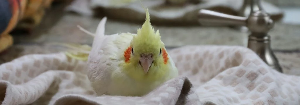 cotorra amarilla blanca