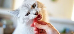 gato carne cultivada como comida para mascota