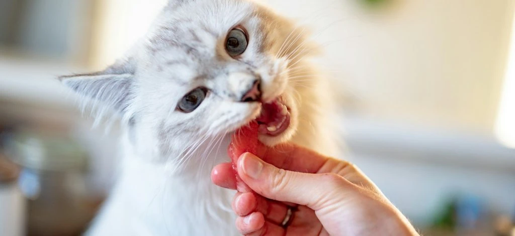 gato carne cultivada
