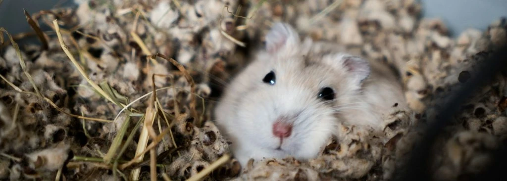 hamster blanco gris