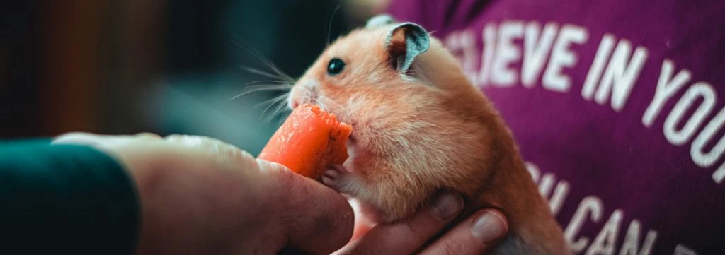 hamster dorado