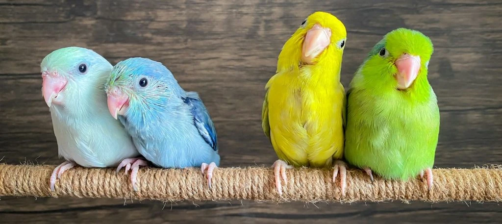 loros