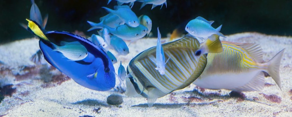peces comiendo