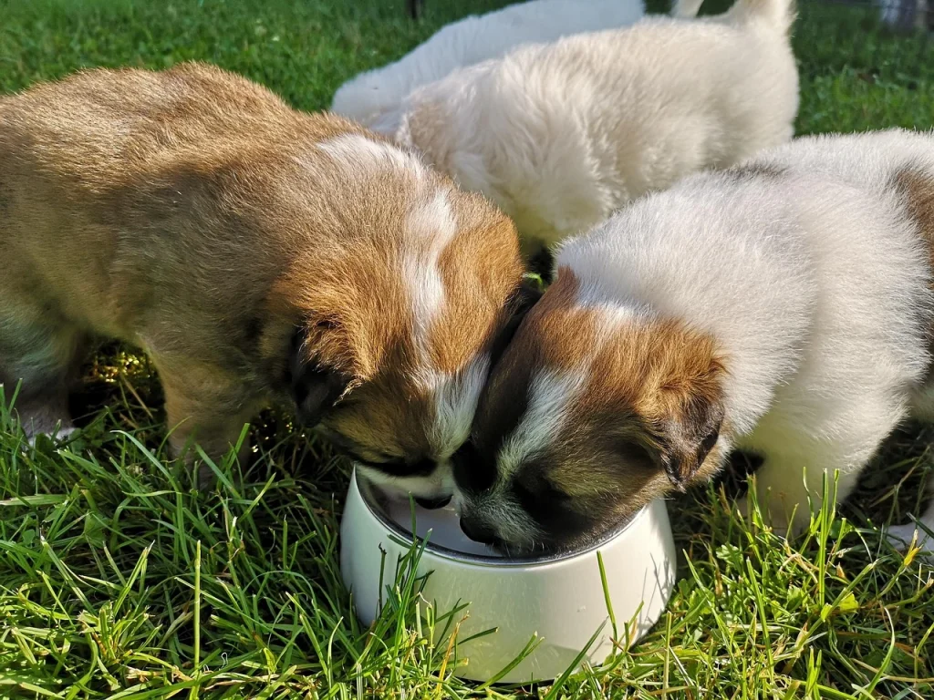 perro leche
