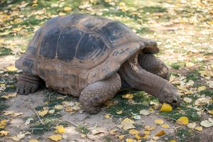tortugas sulcatas