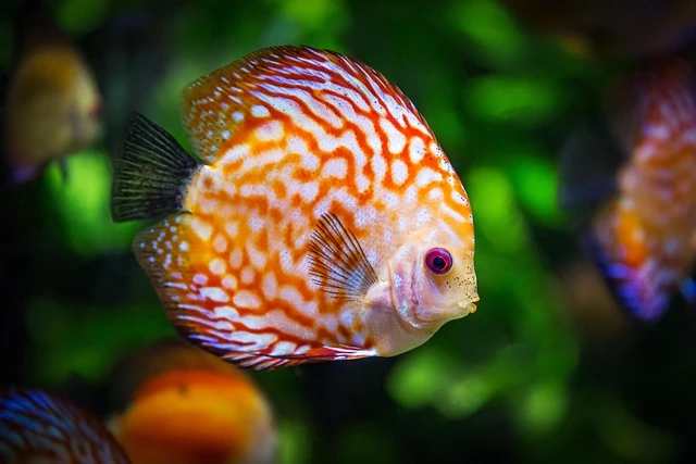 tendencia peces alimentacion