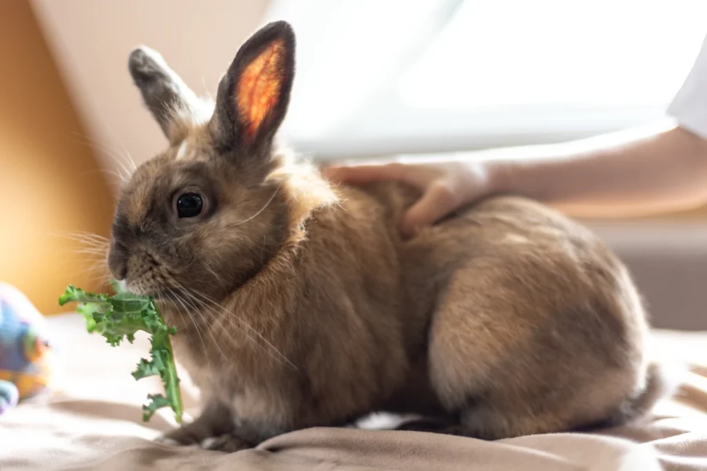 conejo domestico