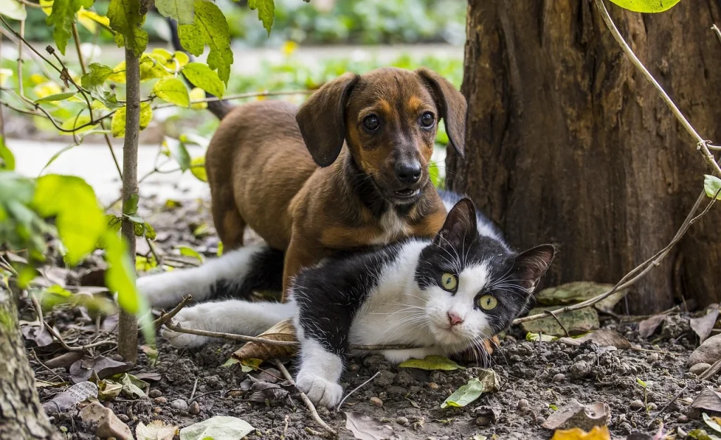 perro gato conservantes pienso seco