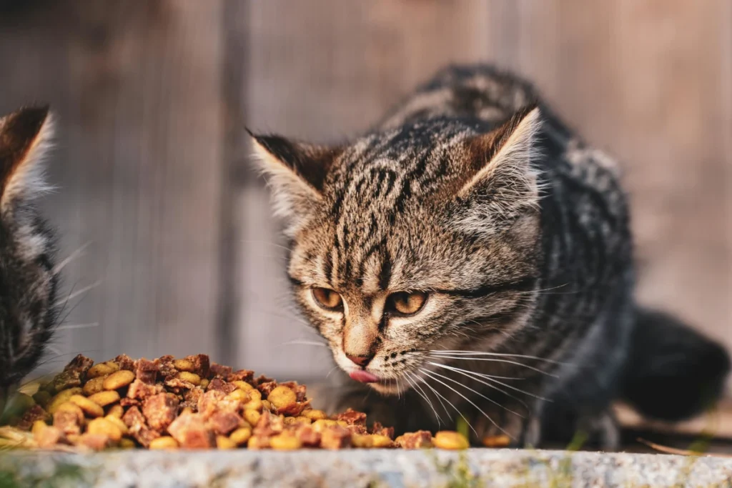 gatto crocchette amido
gato almidon pienso