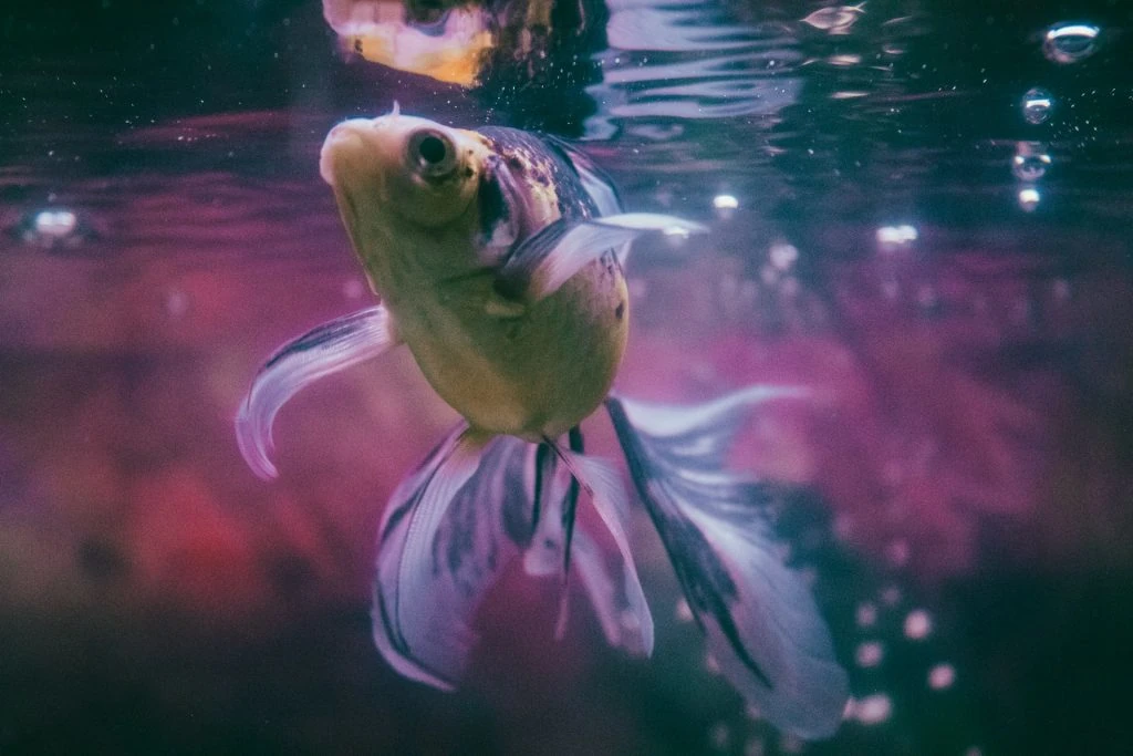 guia peces