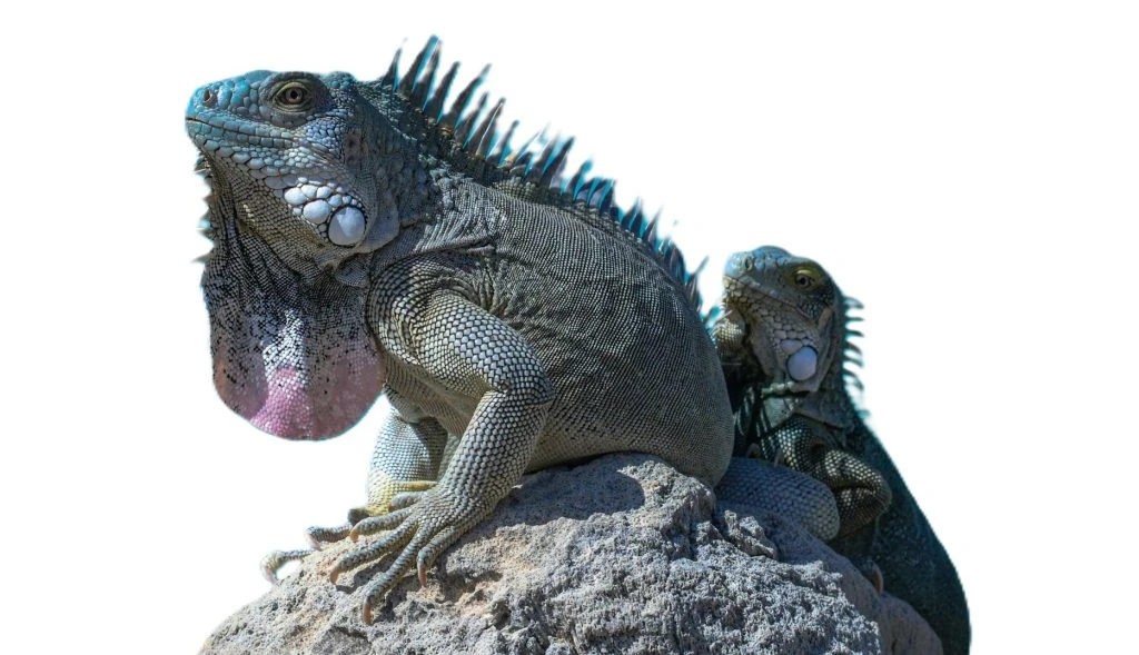 guia reptiles