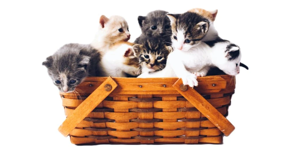 Guia gatos