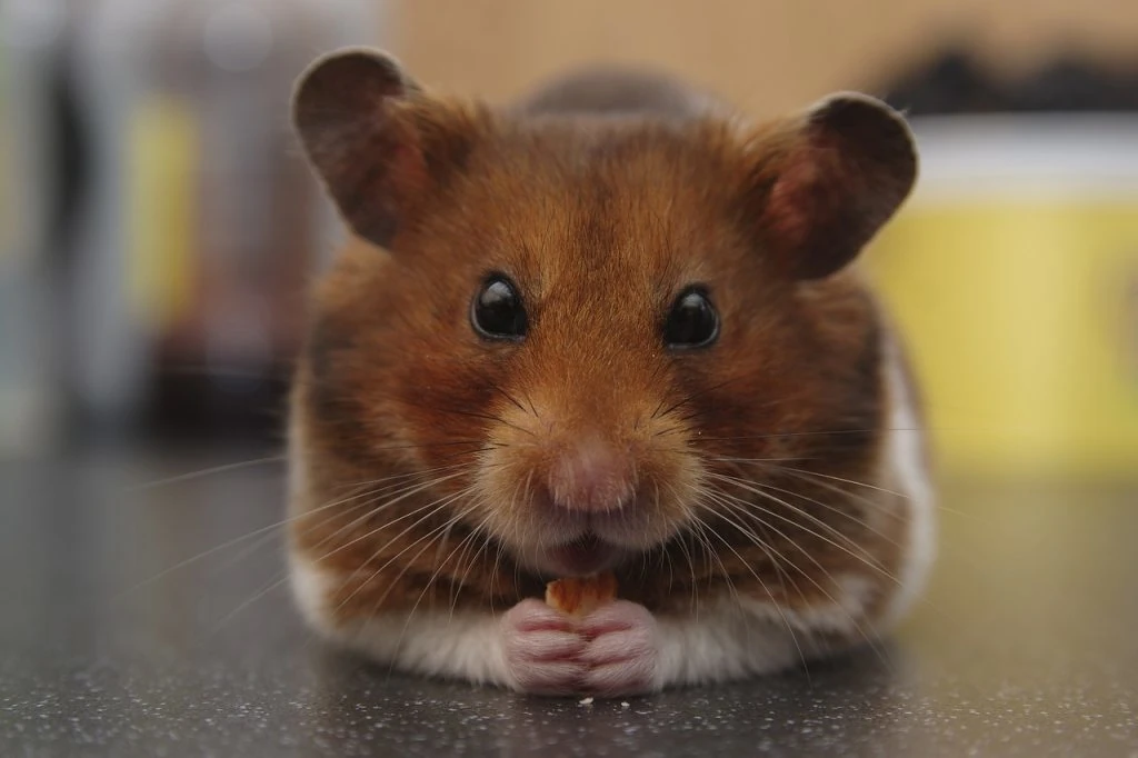 hamster-5490235_1280-1024x682