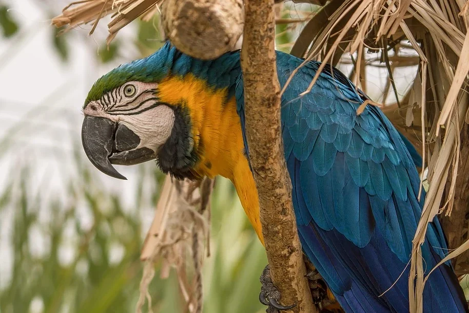 Trastornos metabólicos en papagayos